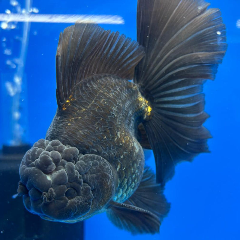 Thai Oranda Full Black 3.5" Body Male (CK-597)R1A11