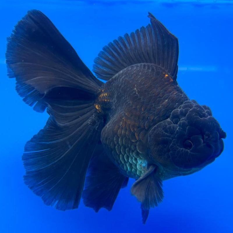 Thai Oranda Full Black 3.5" Body Male (CK-597)R1A11