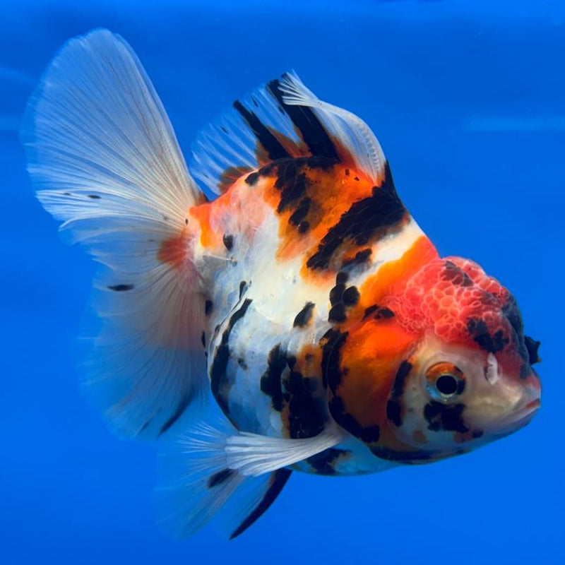 Thai Oranda Tri-Color Tiger Calico 3.5" Body Male (CK-599)R1A11