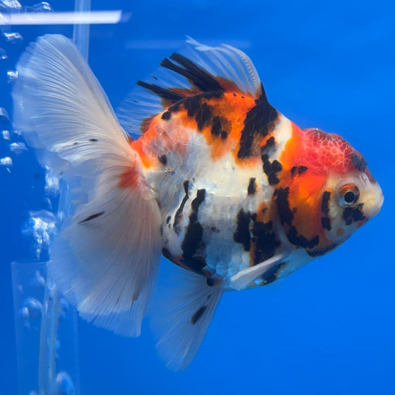 Thai Oranda Tri-Color Tiger Calico 3.5" Body Male (CK-599)R1A11