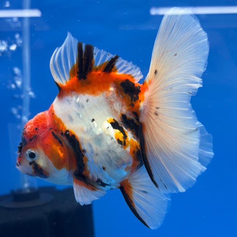 Thai Oranda Tri-Color Tiger Calico 3.5" Body Male (CK-599)R1A11