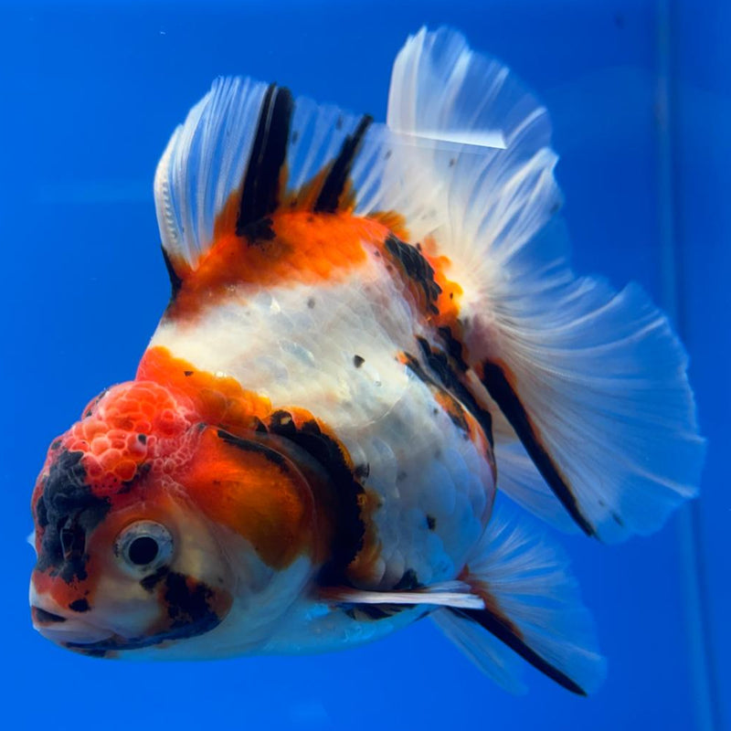 Thai Oranda Tri-Color Tiger Calico 3.5" Body Male (CK-599)R1A11