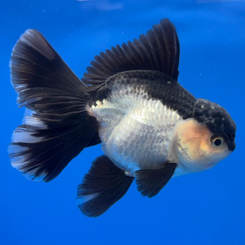 Thai Oranda Panda 3" Body Male (CK-598)R1A11