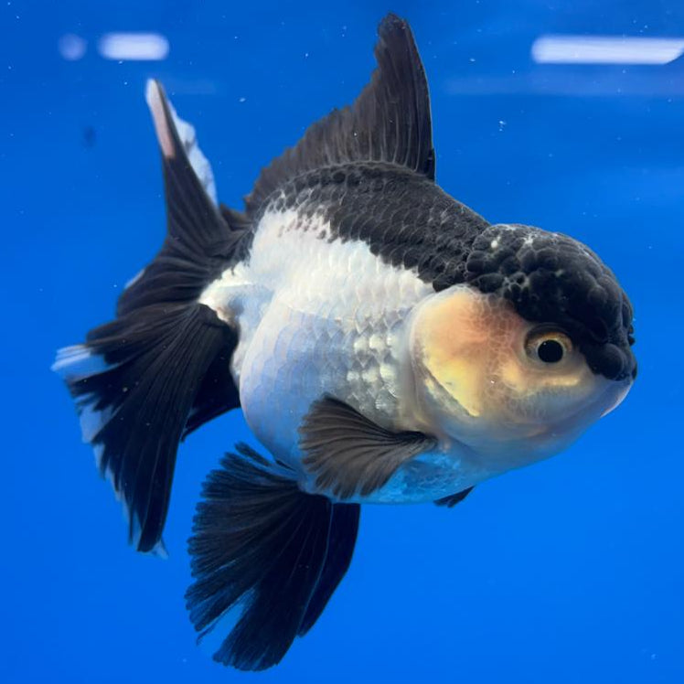 Thai Oranda Panda 3" Body Male (CK-598)R1A11