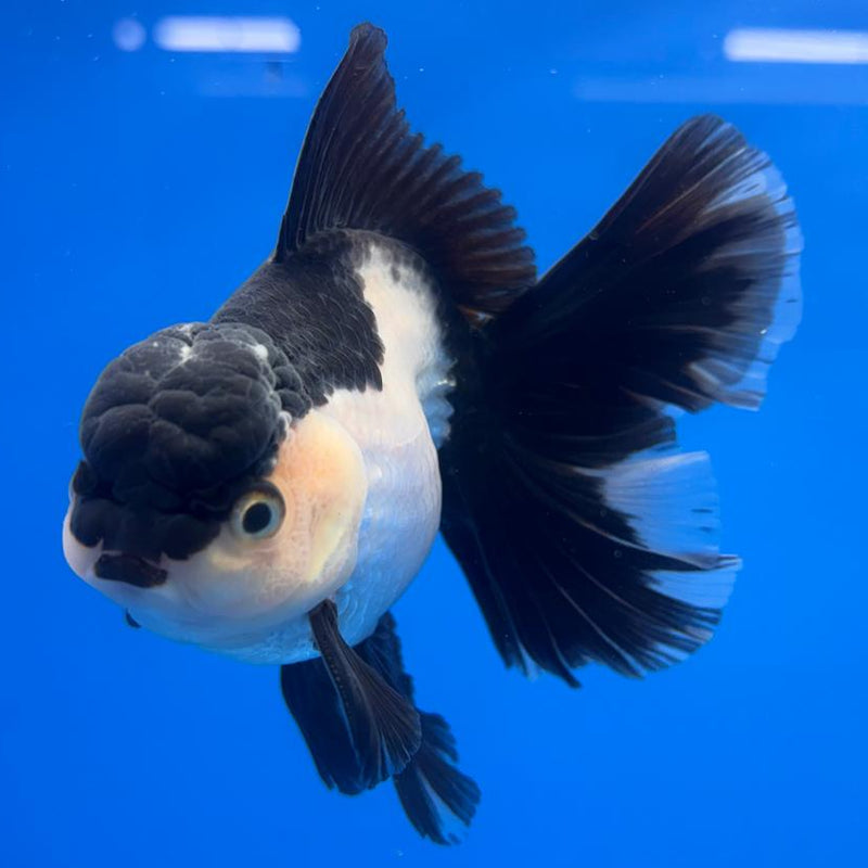Thai Oranda Panda 3" Body Male (CK-598)R1A11