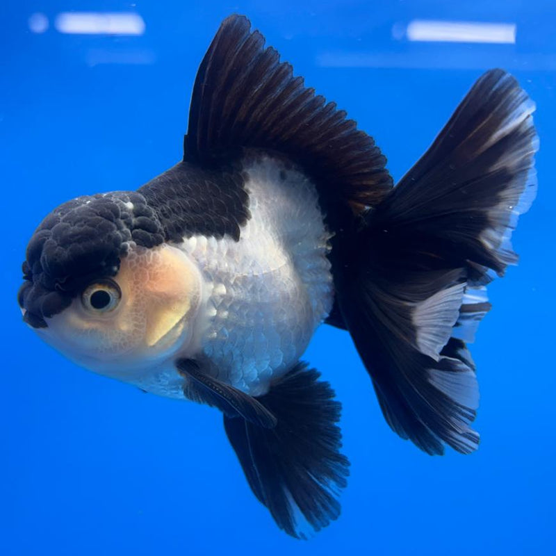 Thai Oranda Panda 3" Body Male (CK-598)R1A11