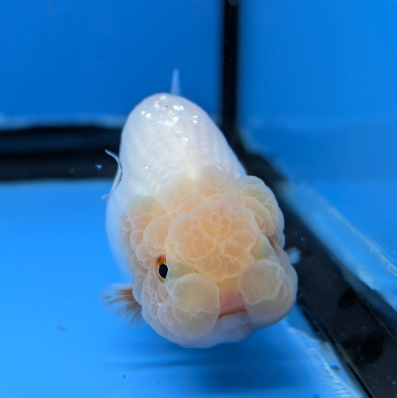 Dragon Head Red and White Ranchu 2.5in (DR-012) R3B18