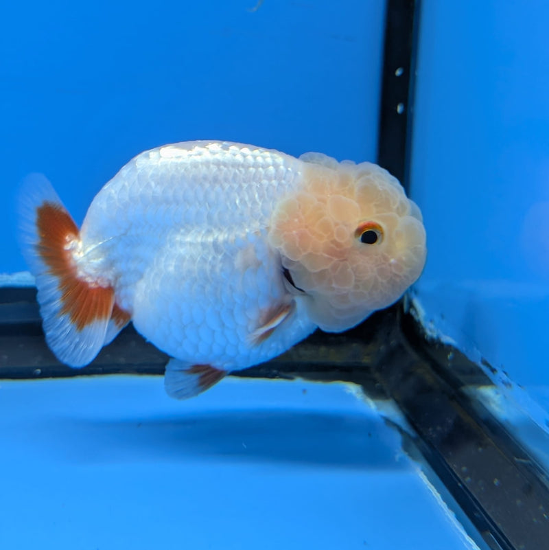 Dragon Head Red and White Ranchu 2.5in (DR-012) R3B18
