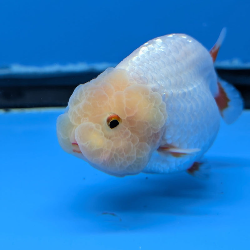 Dragon Head Red and White Ranchu 2.5in (DR-012) R3B18