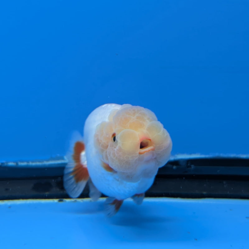 Dragon Head Red and White Ranchu 2.5in (DR-012) R3B18
