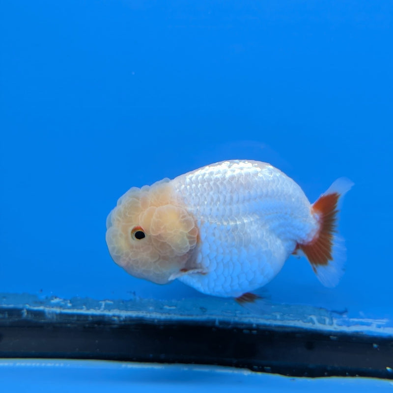Dragon Head Red and White Ranchu 2.5in (DR-012) R3B18