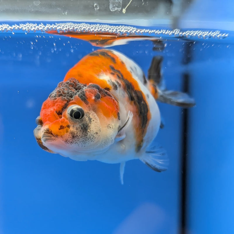 Thai Fancy Calico Ranchu 2.5in (DR-013) R3B18