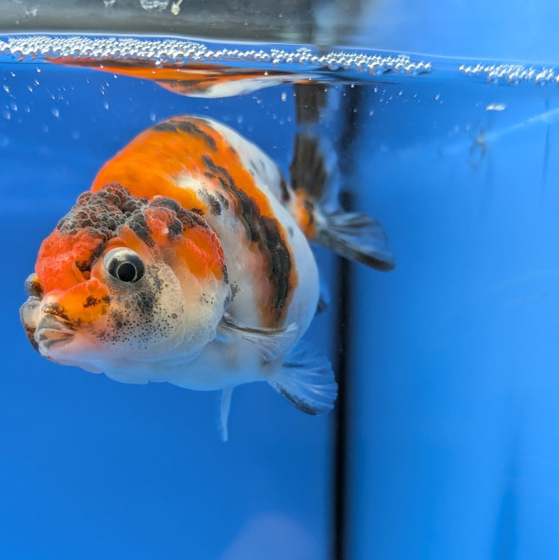 Thai Fancy Calico Ranchu 2.5in (DR-013) R3B18