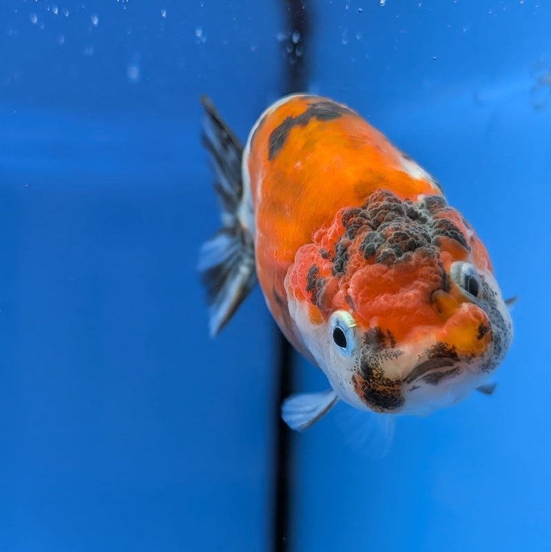 Thai Fancy Calico Ranchu 2.5in (DR-013) R3B18