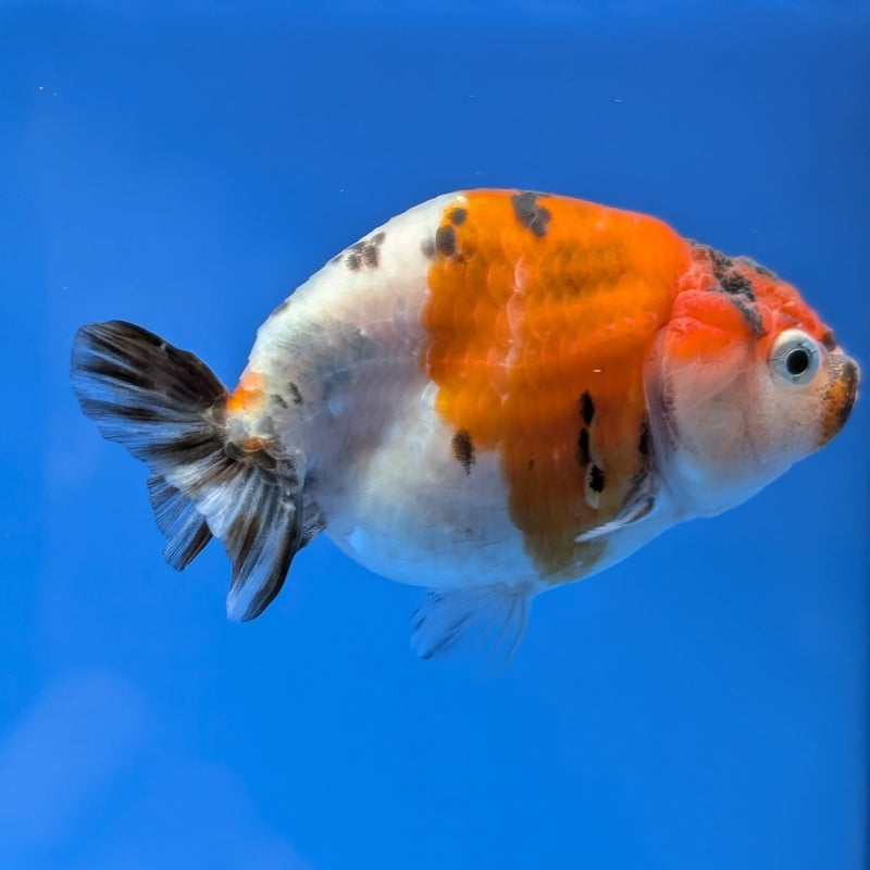 Thai Fancy Calico Ranchu 2.5in (DR-013) R3B18