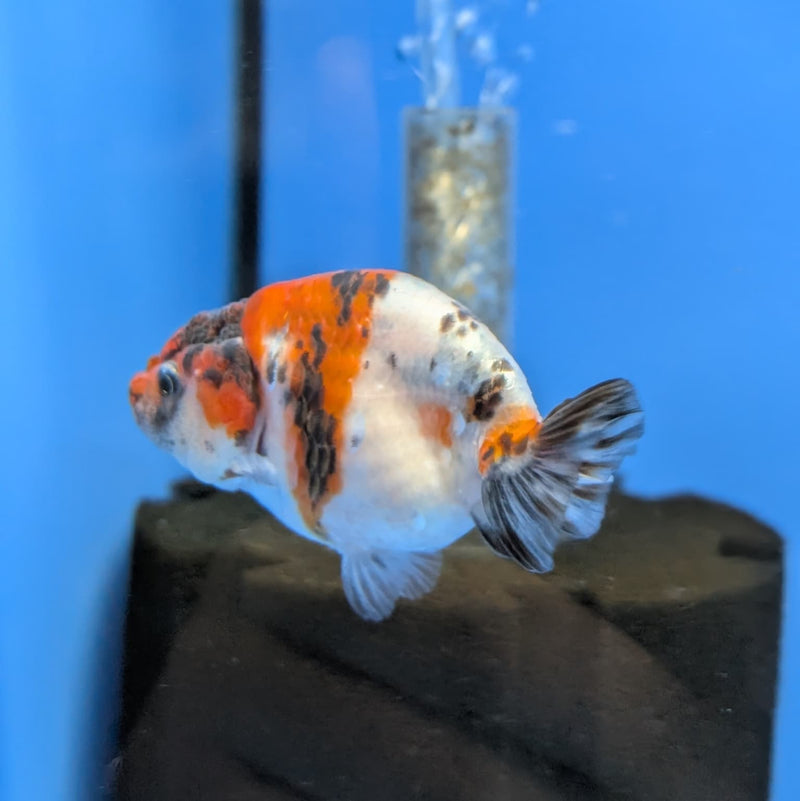 Thai Fancy Calico Ranchu 2.5in (DR-013) R3B18