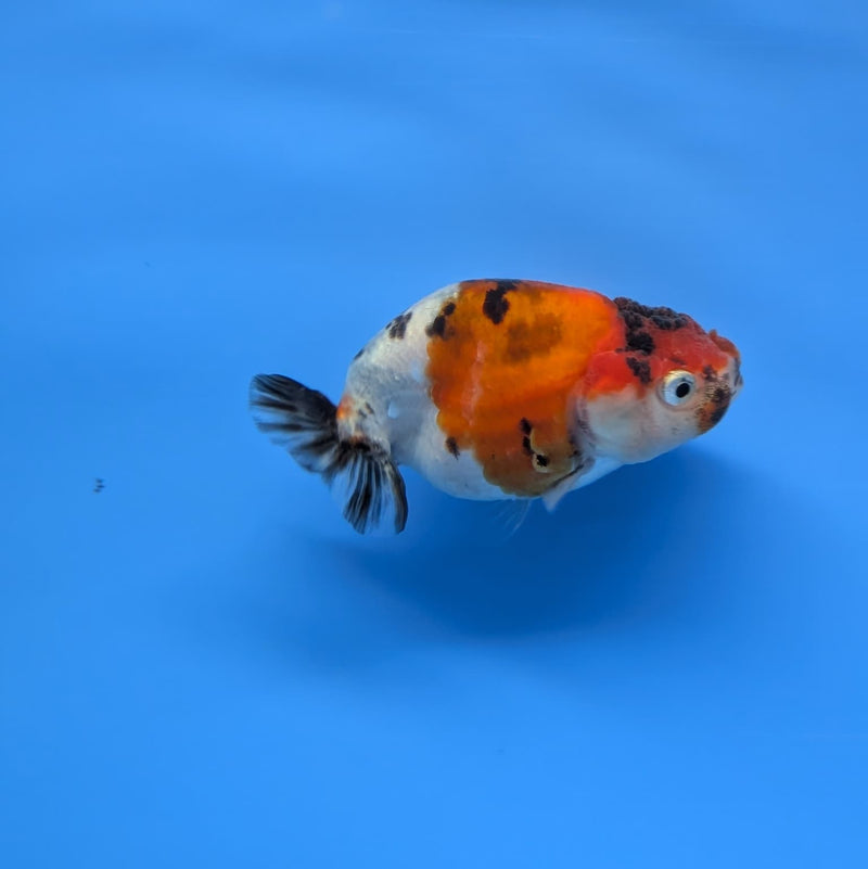 Thai Fancy Calico Ranchu 2.5in (DR-013) R3B18