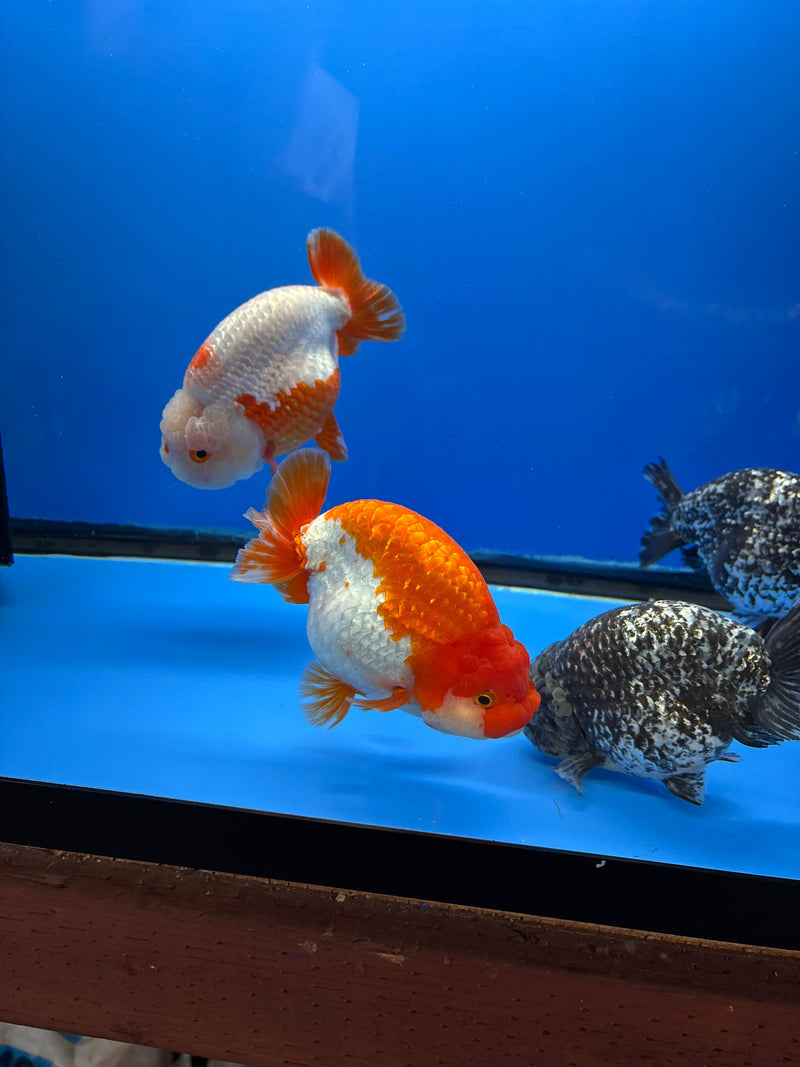 Red and White Ranchu 4.5"  BLUETUBE 2