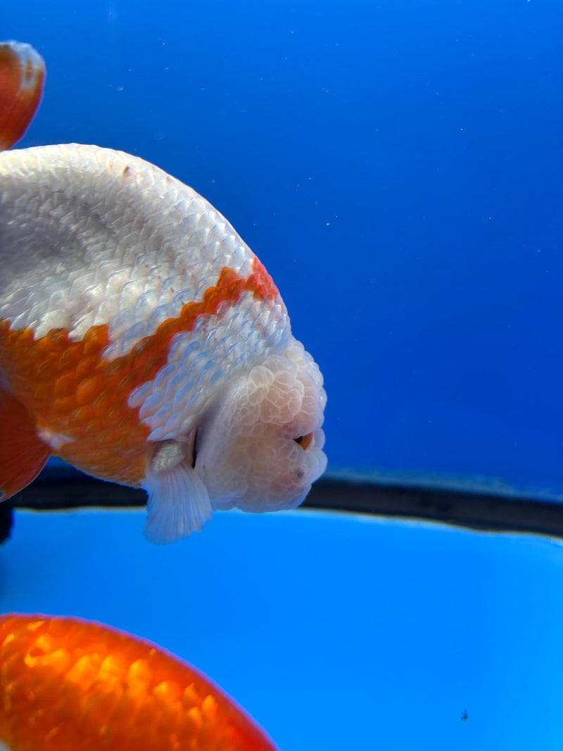 Red and White Ranchu 4.5"  BLUETUBE 2
