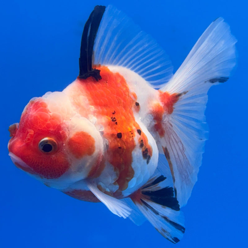 Thai Oranda Tri-Color Calico Tiger 3” Body Female(CK-652)R1A09