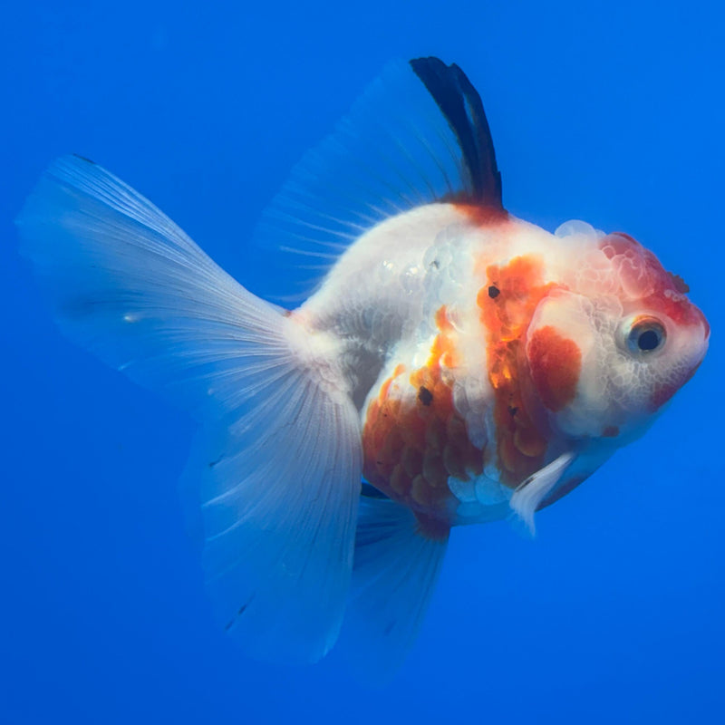 Thai Oranda Tri-Color Calico Tiger 3” Body Female(CK-652)R1A09