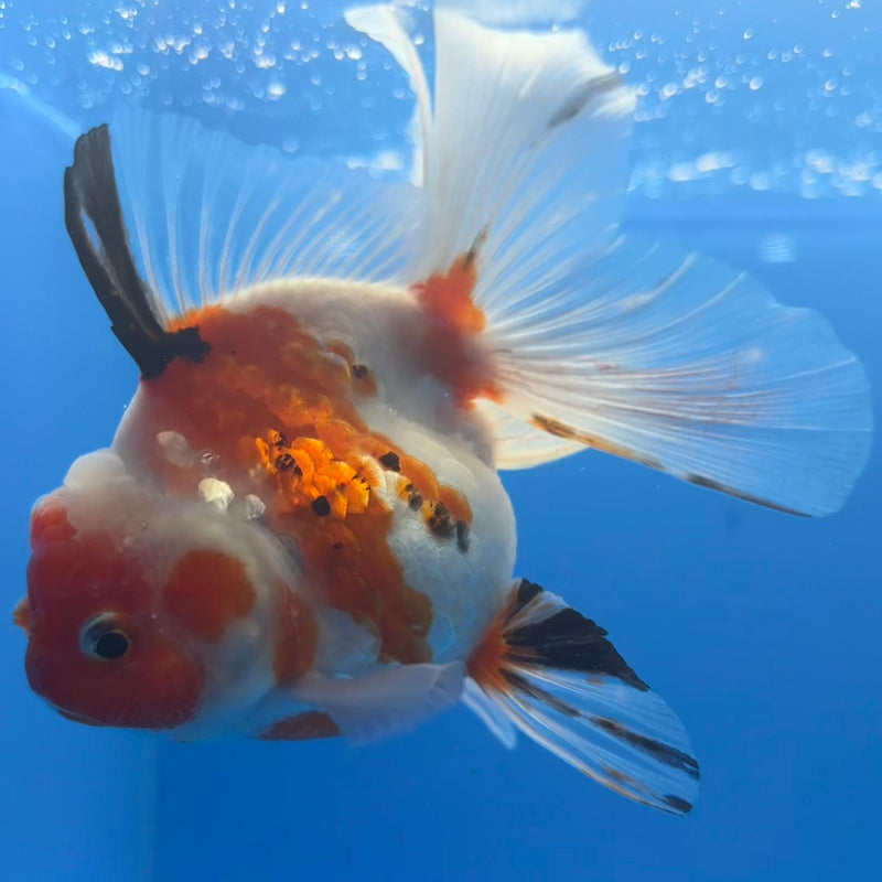 Thai Oranda Tri-Color Calico Tiger 3” Body Female(CK-652)R1A09