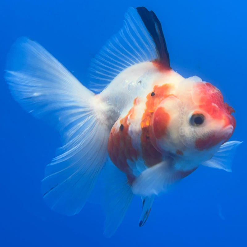 Thai Oranda Tri-Color Calico Tiger 3” Body Female(CK-652)R1A09