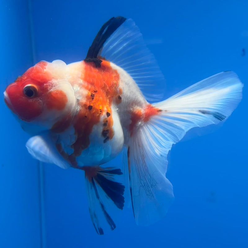 Thai Oranda Tri-Color Calico Tiger 3” Body Female(CK-652)R1A09