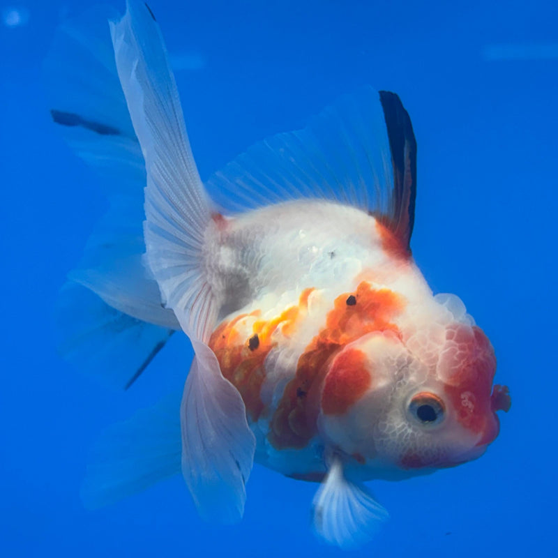 Thai Oranda Tri-Color Calico Tiger 3” Body Female(CK-652)R1A09