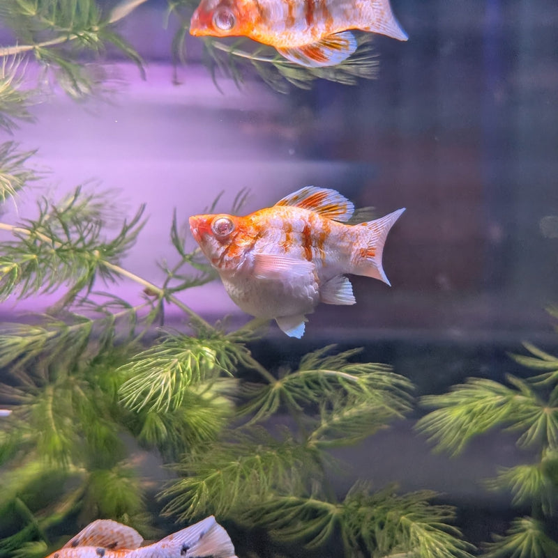 High Grade Golden Horse Balloon Molly (Poecilia sphenops)