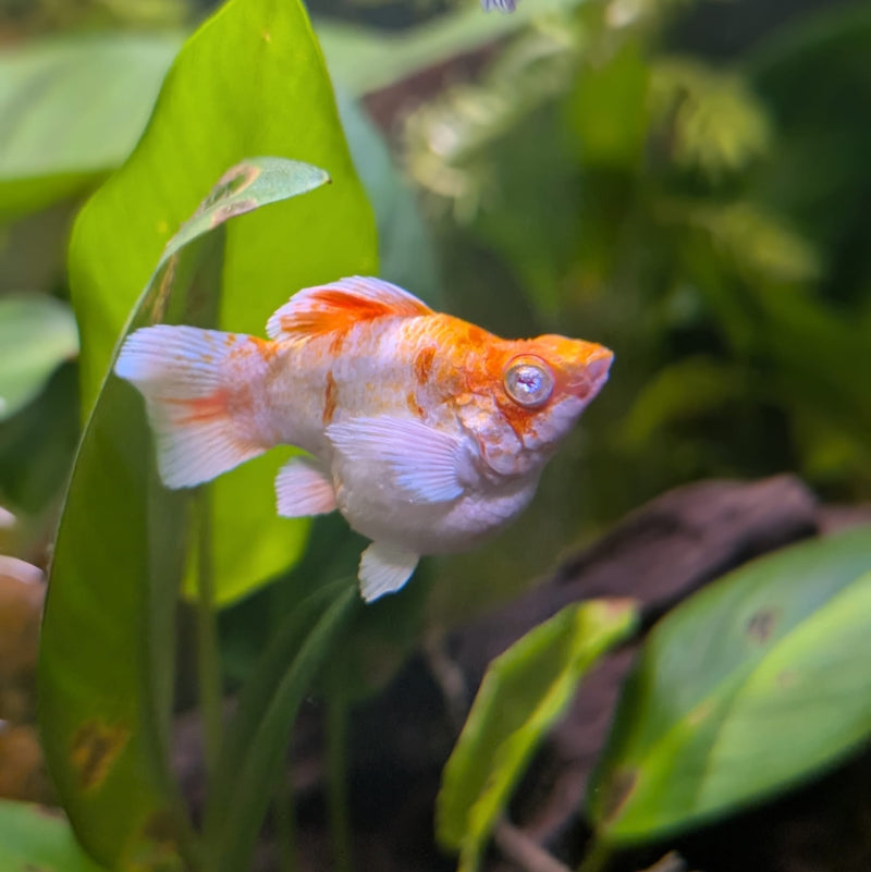High Grade Golden Horse Balloon Molly (Poecilia sphenops)