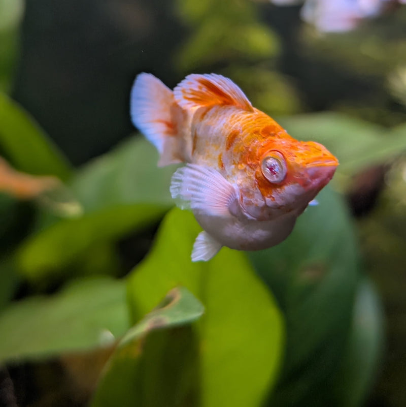 High Grade Golden Horse Balloon Molly (Poecilia sphenops)