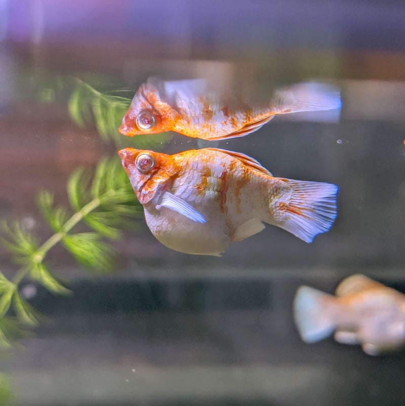 High Grade Golden Horse Balloon Molly (Poecilia sphenops)