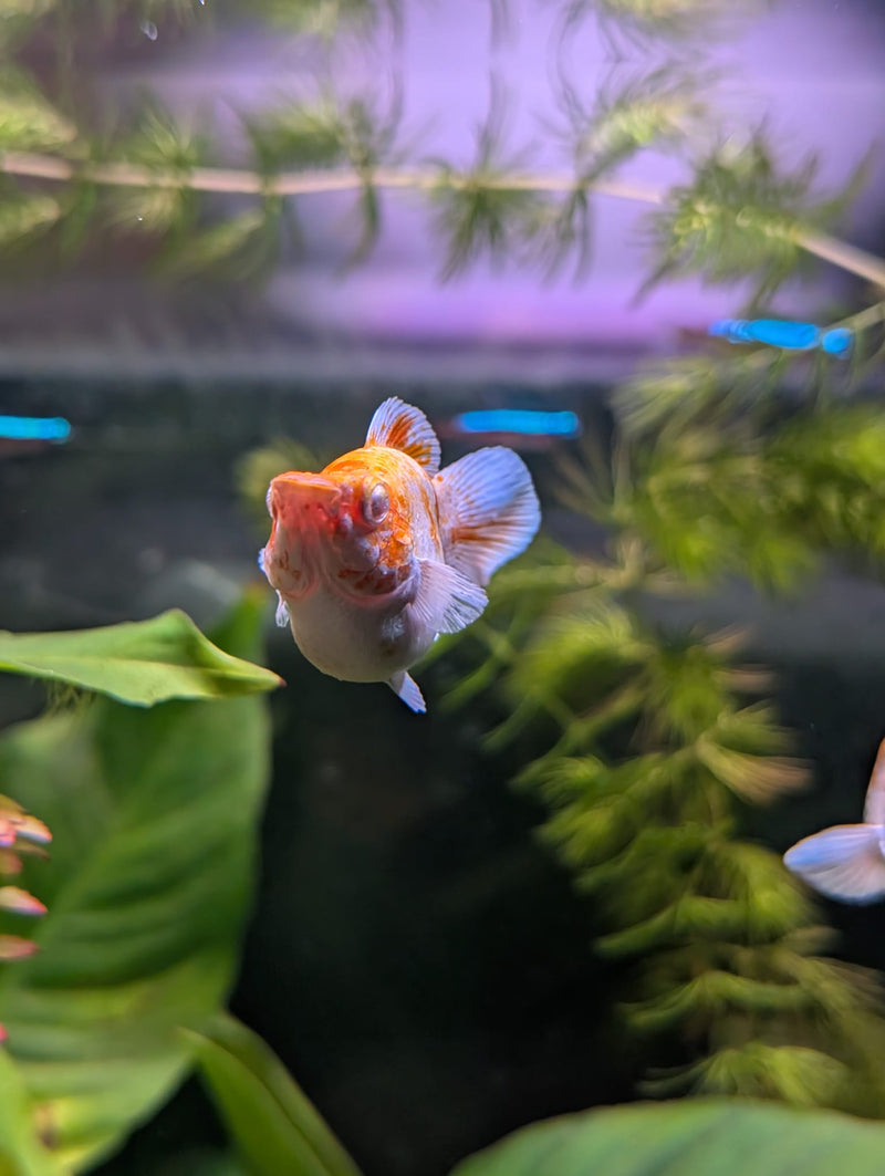 High Grade Golden Horse Balloon Molly (Poecilia sphenops)