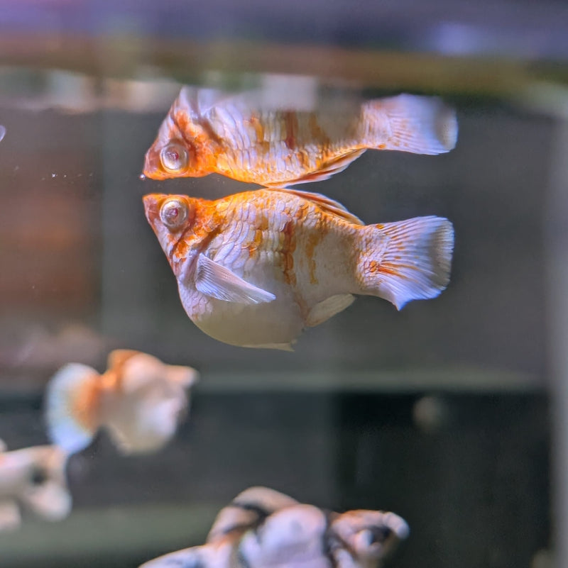 High Grade Golden Horse Balloon Molly (Poecilia sphenops)