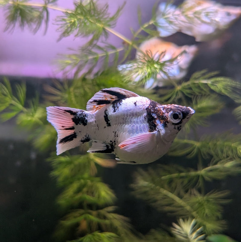 High Grade Zebra Balloon Molly (Poecilia sphenops)