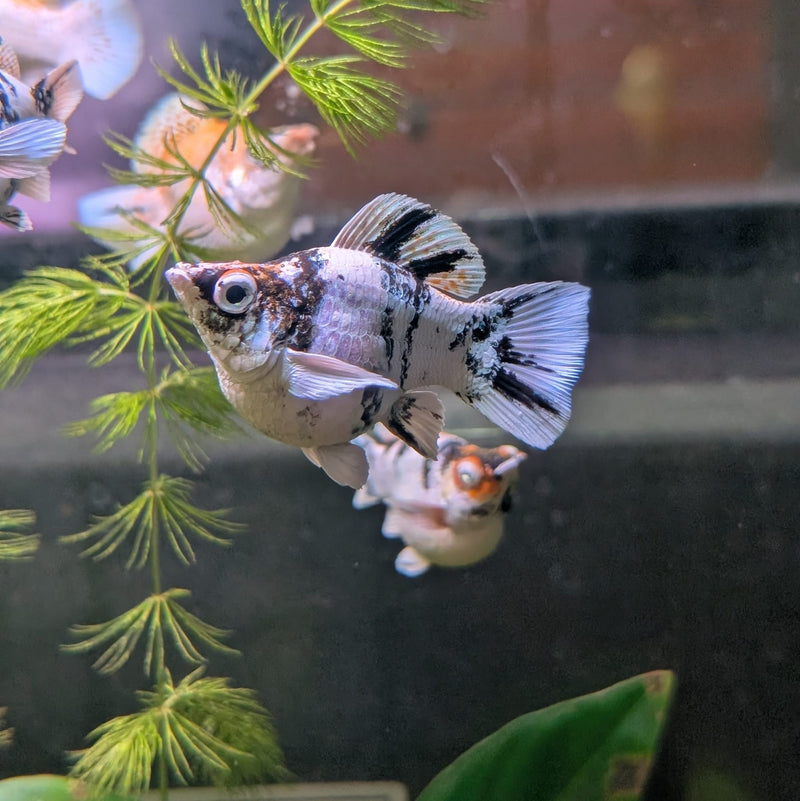 High Grade Zebra Balloon Molly (Poecilia sphenops)