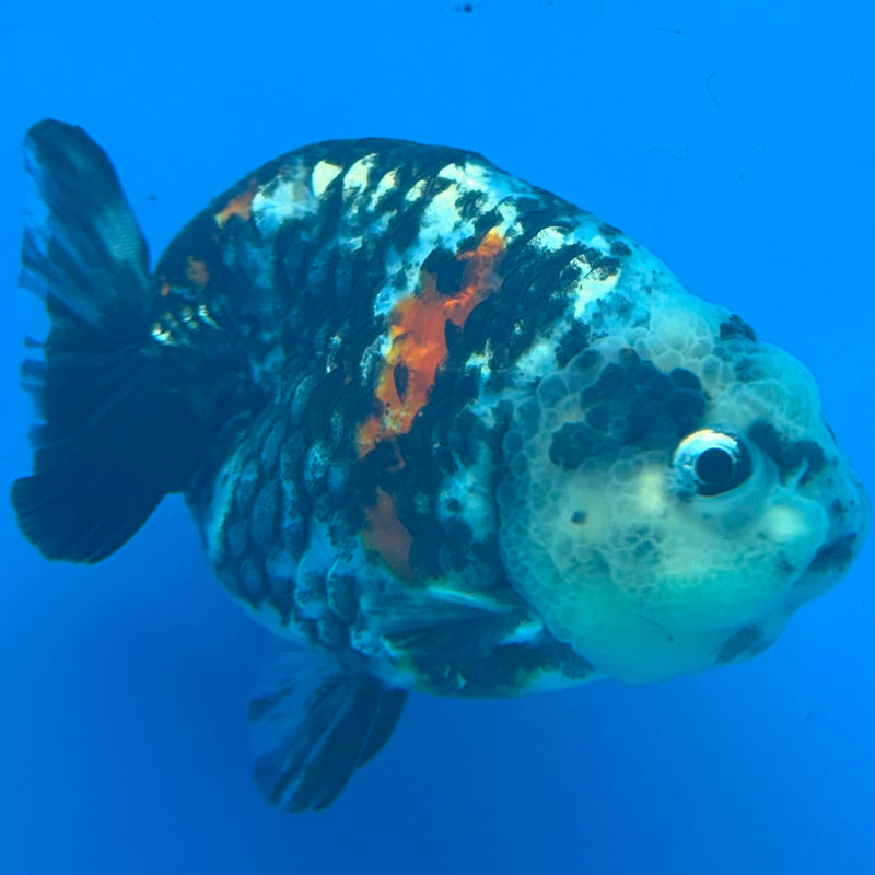 Thai Ranchu Tri Color Tiger Body 3in Female (FEB-448)BLUETUBA