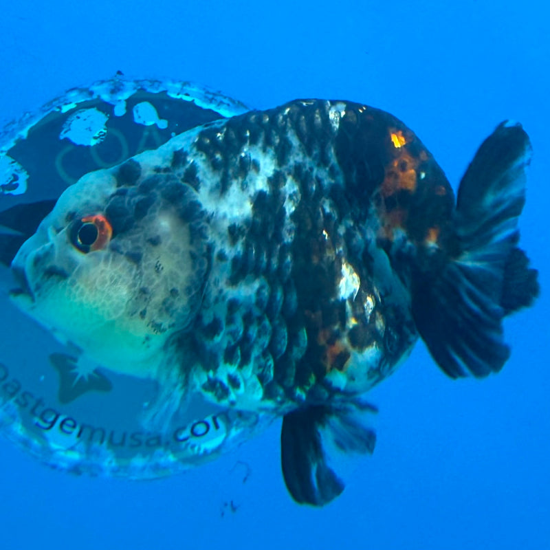 Thai Ranchu Tri Color Tiger Body 3in Female (FEB-448)BLUETUBA