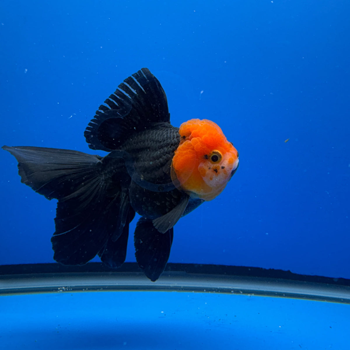 Thai Oranda Black Body Red Cap 4"inch Body Female (Tex-343) R3B17