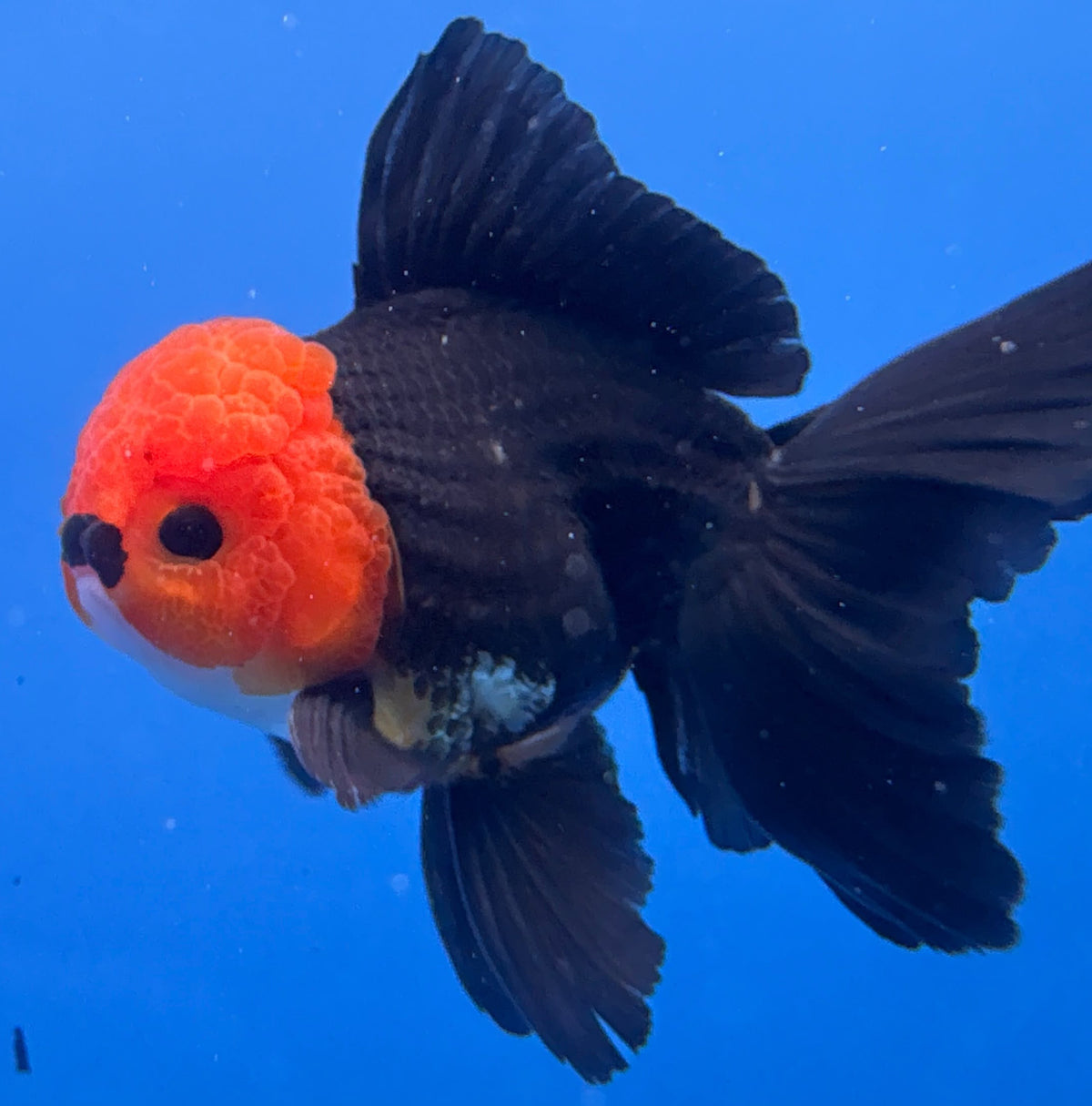 Thai Oranda Black Body Red Cap 4"inch Body Female (Tex-346) R3A06