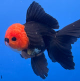 Thai Oranda Black Body Red Cap 4"inch Body Female (Tex-346) R3A06