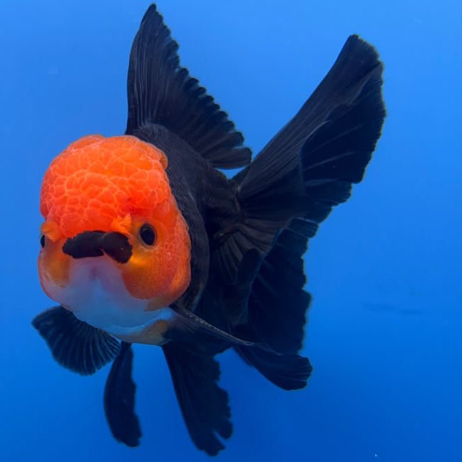 Thai Oranda Black Body Red Cap 4"inch Body Female (Tex-346) R3A06
