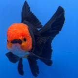 Thai Oranda Black Body Red Cap 4"inch Body Female (Tex-346) R3A06