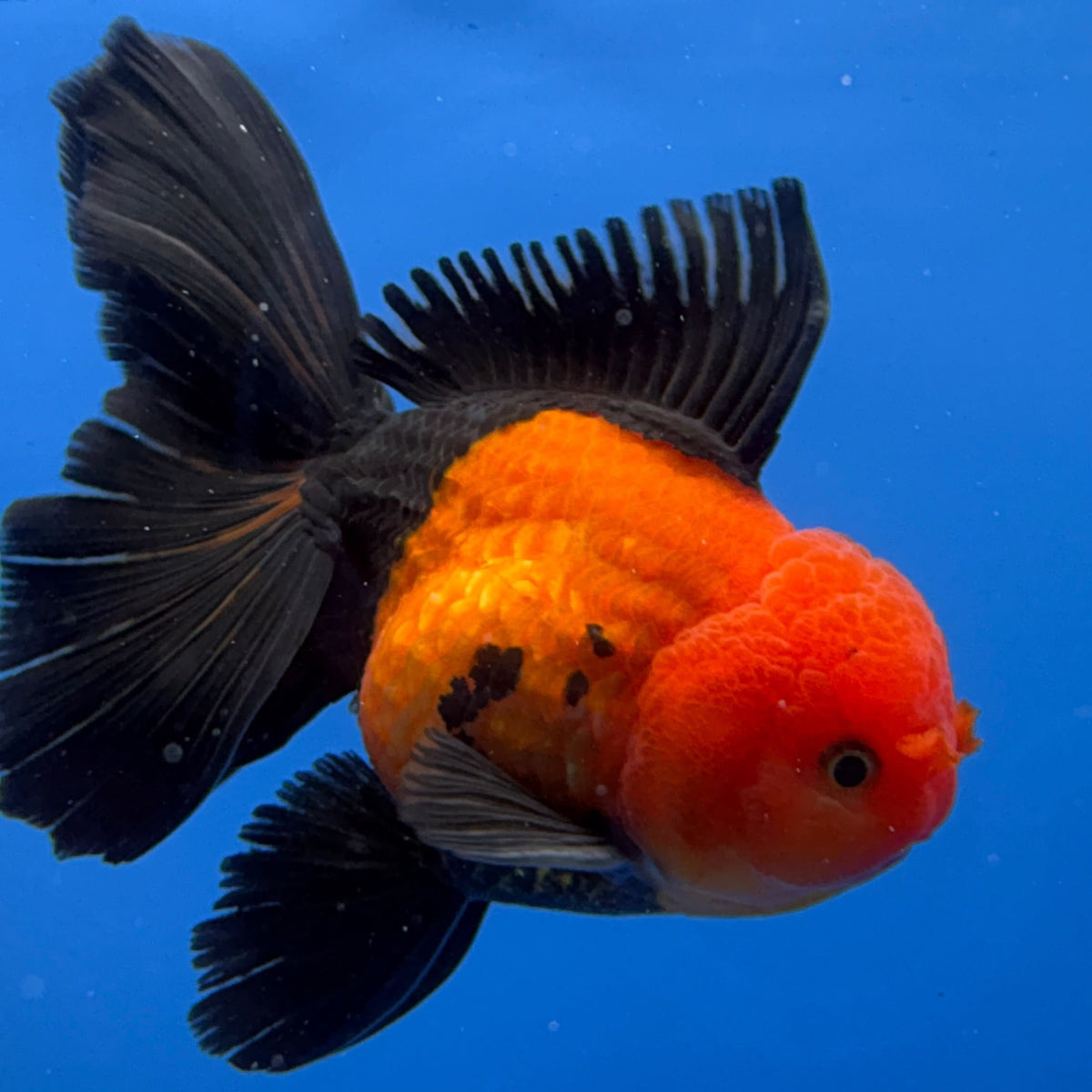 Thai Oranda Apache 4"inch Body Female (Tex-345)R3A06