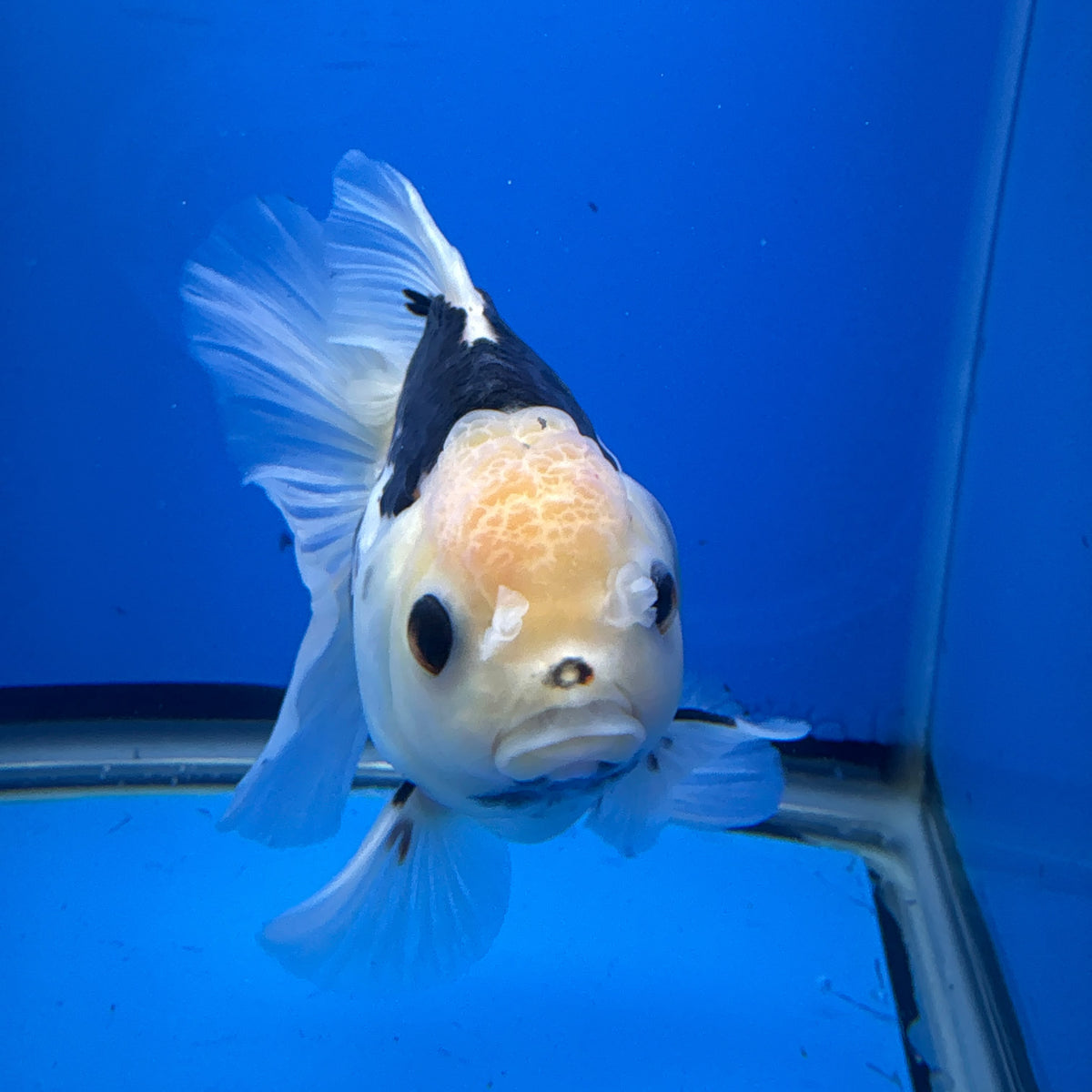 Thai Oranda  Tricolor 4"inch Body Female (Tex-348) R1A09