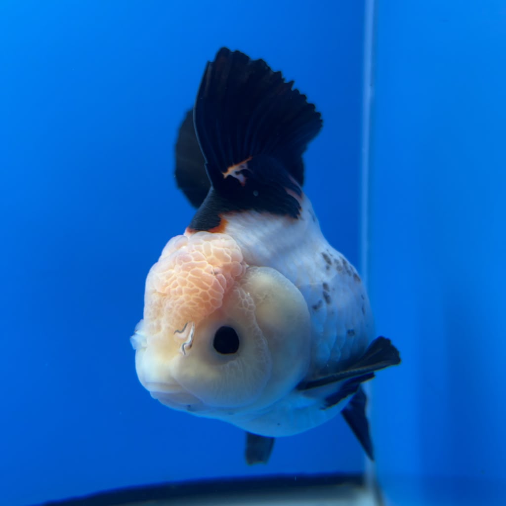Thai Oranda Tricolor 4"inch Body Female (Tex-355) R1A7