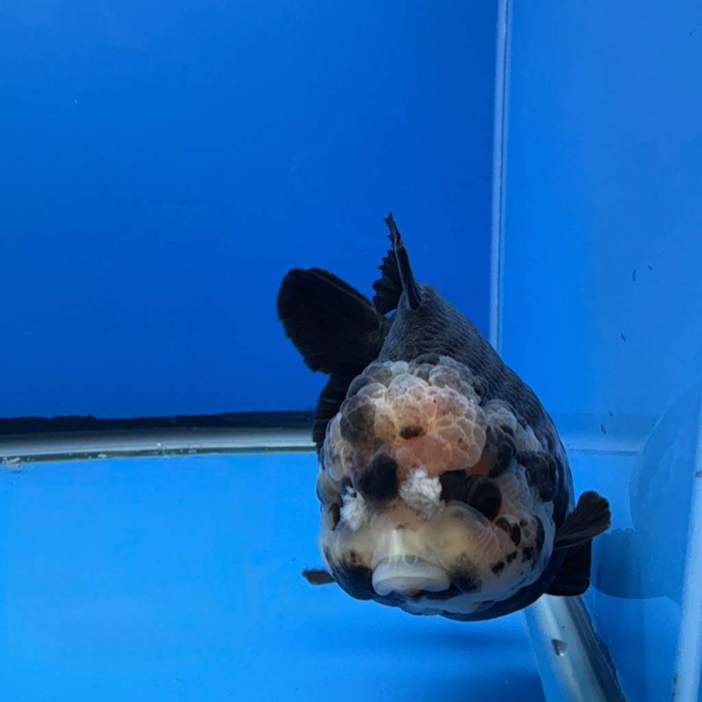 Thai Oranda Panda 4.5"inch Body Female (Tex-352) R1A8