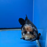 Thai Oranda Panda 4.5"inch Body Female (Tex-352) R1A8