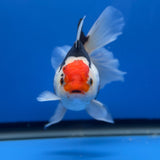 Thai Oranda Tircolor 4.5"inch Body Female (Tex-353) R1A8
